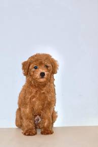 v24 Adorable Poodle Puppy