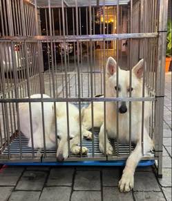 China Import White Swiss Sherpherd
