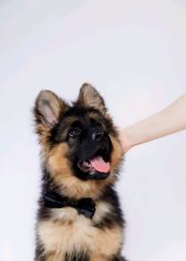 German Shepherd