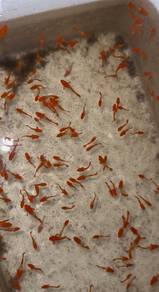 Albino koi red ear