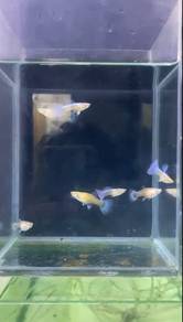 albino skyblue