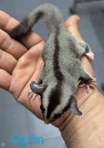 Sugar Glider manja dan jinak