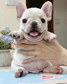 French BullDOG