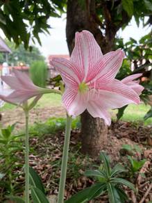 Amaryllis Lily, Aloe Vera, Keladi, Calathea