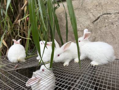 Rabbit Mix