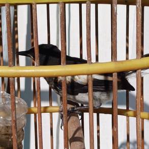 Anak Burung Murai Kampung 110526