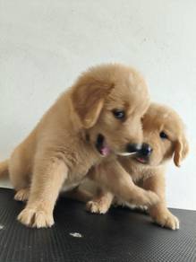 golden retriever 20
