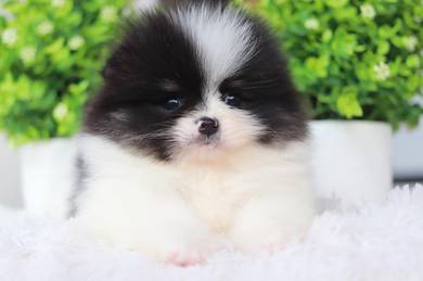 Pomeranian
