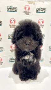 u40 Cute Maltipoo Puppy
