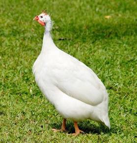 Ayam Mutiara Api Api Putih Guinea Fowl chick bird 