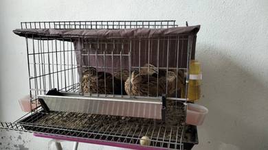 Burung Puyuh + Sangkar Sekali 