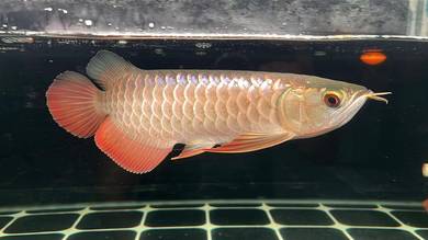 Ikan Arowana Fish Crossback 10 inch (Pellet)