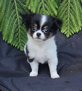 CHIHUAHUA PUPPIES VIP165🌷Head Apple Cute Dog Girl