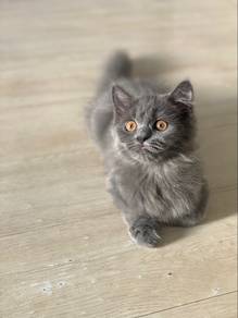 Persian kitten kelabu
