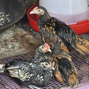 ayam batik