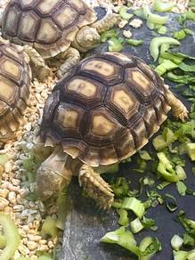 Tortoises for sale
