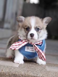 CORGI PUPPIES VIP15 Male-Female Long Coat