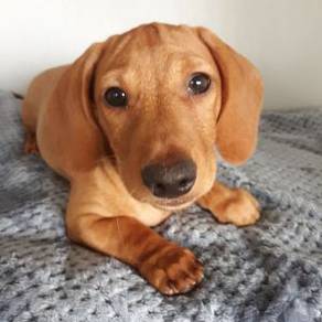 F1487 Plush Dachshund Premium Long Body Puppy Dog