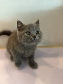 British shorthair 