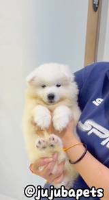 J0687 Samoyed adorable smiling white puppy