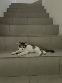 Adopt kucing: 1mak + 3 anak, Percuma!