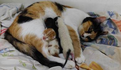 Kittens for adoption - newly born