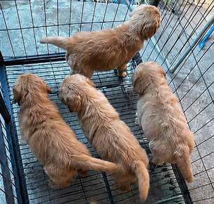 Golden Retriever 