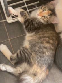 kitten/anak kucing