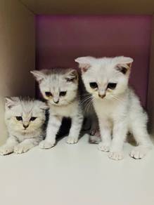 bsh x scotish silver shaded