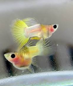 guppy