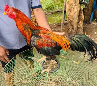 ayam