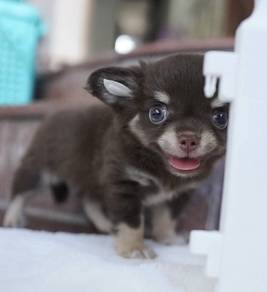 CHIHUAHUA PUPPIES VIP90🌷Head Apple Bonnie Dog Boy