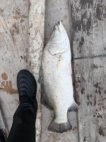 ikan siakap fresh
