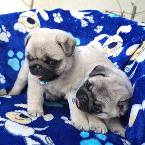 pug puppies o