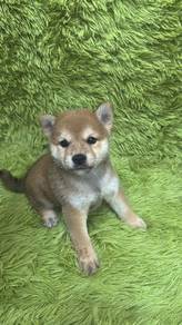 柴犬男 
Shiba Inu
Male
M-1
Dob : 15-05-26