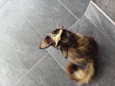 cat open adoption 