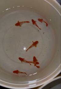Albino koi red ear