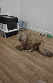 Longhair Kitten