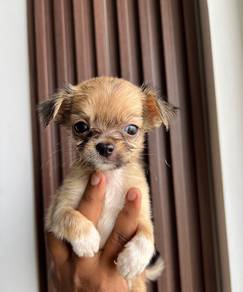chihuahua-6