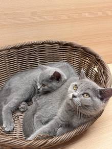 British short hair Cat for Sale