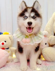 Husky