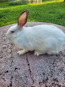 Rabbit cute adult female❤️❤️❤️