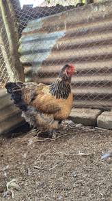 ayam brahma