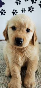 Golden6