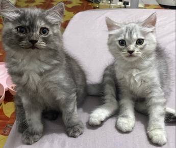 british shorthair