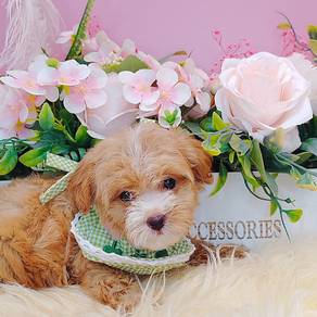 Maltipoo