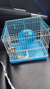 sugar glider