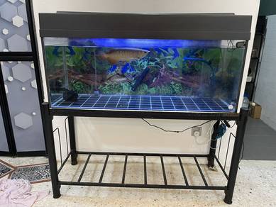ikan arwana and aquarium