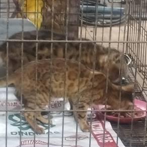 bengal cat sepasang