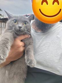 Bsh